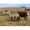 Image 2 : Red Rock Land & Cattle  - 550# Steer Calves - 100 Head (Eastend, SK)