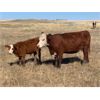 Image 3 : Red Rock Land & Cattle  - 550# Steer Calves - 100 Head (Eastend, SK)