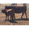 Image 4 : Red Rock Land & Cattle  - 550# Steer Calves - 100 Head (Eastend, SK)