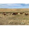 Image 6 : Red Rock Land & Cattle  - 550# Steer Calves - 100 Head (Eastend, SK)