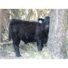 Image 2 : 5th Sun Holdings/Keith & Shelly Ogilvie - 540# Steer Calves - 40 Head (Kamloops, BC)