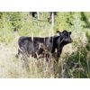 Image 5 : 5th Sun Holdings/Keith & Shelly Ogilvie - 540# Steer Calves - 40 Head (Kamloops, BC)
