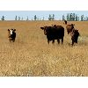 Image 4 : Last Chance Ranch - 615# Steer Calves - 150 Head (Piapot, SK)