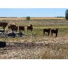 Image 5 : Last Chance Ranch - 615# Steer Calves - 150 Head (Piapot, SK)