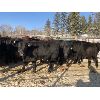 Image 2 : River Ranch - 620# Steer Calves - 100 Head (Quilchena, BC)