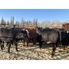 Image 3 : River Ranch - 620# Steer Calves - 100 Head (Quilchena, BC)