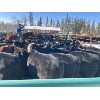 Image 4 : River Ranch - 620# Steer Calves - 100 Head (Quilchena, BC)
