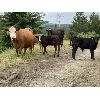 Image 2 : Beaver Ranch - 610# Steer Calves - 100 Head (Quilchena, BC)