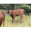Image 3 : Beaver Ranch - 610# Steer Calves - 100 Head (Quilchena, BC)