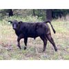 Image 5 : Beaver Ranch - 610# Steer Calves - 100 Head (Quilchena, BC)