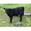 Image 6 : Beaver Ranch - 610# Steer Calves - 100 Head (Quilchena, BC)
