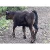 Image 7 : Beaver Ranch - 610# Steer Calves - 100 Head (Quilchena, BC)