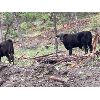 Image 9 : Beaver Ranch - 610# Steer Calves - 100 Head (Quilchena, BC)