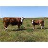 Image 5 : Donalda Farming Co. - 750# Steer Calves - 166 Head (Donalda, AB)