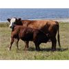Image 7 : Donalda Farming Co. - 750# Steer Calves - 166 Head (Donalda, AB)