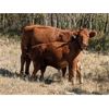 Image 8 : Donalda Farming Co. - 750# Steer Calves - 166 Head (Donalda, AB)