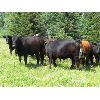 Image 7 : Lauder Ranch - 990# September Grass Steers - 60 Head (Quilchena, BC)
