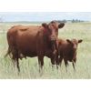 Image 2 : Darren Wagner - 550# Steer Calves - 110 head (Leader, SK)