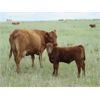 Image 5 : Darren Wagner - 550# Steer Calves - 110 head (Leader, SK)