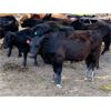 Image 3 : Reimer Family - 690# Grass Steers - 90 Head (Vanderhoof, BC)
