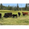 Image 3 : Alex & Jenny Robinson - 540# Steer Calves - 105 Head (Williams Lake, BC)