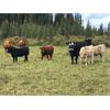 Image 2 : Guichon Creek Ranch - 525# Steer Calves - 240 Head (Anahim Lake, BC)