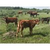 Image 6 : Guichon Creek Ranch - 525# Steer Calves - 240 Head (Anahim Lake, BC)