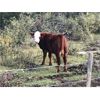 Image 7 : Guichon Creek Ranch - 525# Steer Calves - 240 Head (Anahim Lake, BC)