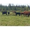 Image 8 : Guichon Creek Ranch - 525# Steer Calves - 240 Head (Anahim Lake, BC)