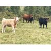Image 5 : Guichon Creek Ranch - 400# Steer Calves - 130 Head (Anahim Lake, BC)