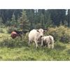 Image 6 : Guichon Creek Ranch - 400# Steer Calves - 130 Head (Anahim Lake, BC)