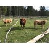 Image 8 : Guichon Creek Ranch - 400# Steer Calves - 130 Head (Anahim Lake, BC)