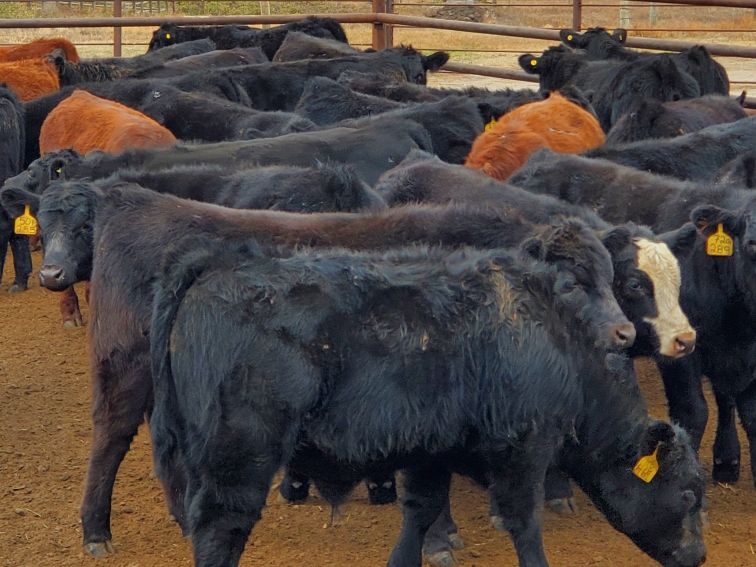 Saddle Ridge Ranch Saddle Ridge & S-S Ranch - 510# Steer Calves - 110 Head (Strathmore, AB ...