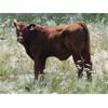 Image 3 : Mayfield Ranching - 600# Steer Calves - 152 Head (Etzicom, AB)