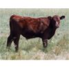 Image 4 : Mayfield Ranching - 600# Steer Calves - 152 Head (Etzicom, AB)