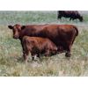 Image 5 : Mayfield Ranching - 600# Steer Calves - 152 Head (Etzicom, AB)