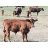 Image 6 : Mayfield Ranching - 600# Steer Calves - 152 Head (Etzicom, AB)