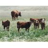 Image 7 : Mayfield Ranching - 600# Steer Calves - 152 Head (Etzicom, AB)