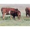 Image 8 : Mayfield Ranching - 600# Steer Calves - 152 Head (Etzicom, AB)