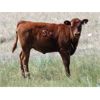 Image 3 : Mayfield Ranching - 540# Heifer Calves - 220 Head (Etzicom, AB)