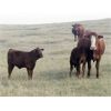 Image 4 : Mayfield Ranching - 540# Heifer Calves - 220 Head (Etzicom, AB)