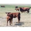 Image 6 : Mayfield Ranching - 540# Heifer Calves - 220 Head (Etzicom, AB)