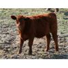Image 6 : J-J Ranching - 550# Steer Calves - 220 Head (Picture Butte, AB)