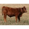 Image 3 : J-J Ranching - 450# Steer Calves - 50 Head (Picture Butte, AB)