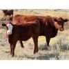 Image 4 : J-J Ranching - 440# Heifer Calves - 60 Head (Picture Butte, AB)