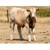 Image 7 : L & J Murray Ranches - 570# Steer Calves - 210 Head (Picture Butte, AB)