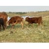 Image 6 : Edge-Hughes Cattle Co. - 575# Heifer Calves - 80 Head (Cochrane, AB)