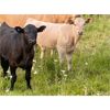 Image 5 : 4X Ranch - 620# Steer Calves - 180 Head (Armstrong, BC)