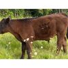 Image 6 : 4X Ranch - 620# Steer Calves - 180 Head (Armstrong, BC)