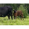 Image 7 : 4X Ranch - 620# Steer Calves - 180 Head (Armstrong, BC)